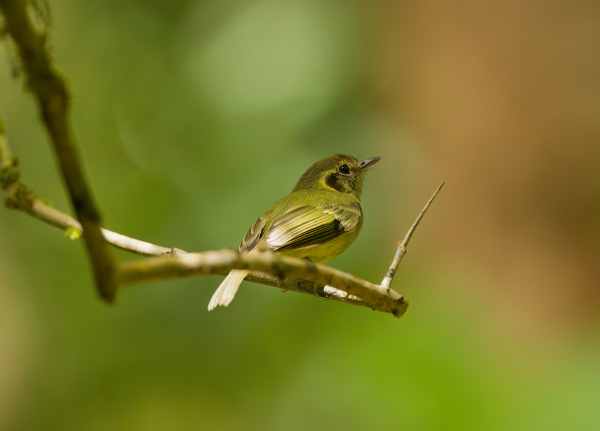 Sao Paulo Bristle-Tyrant - ML645719134