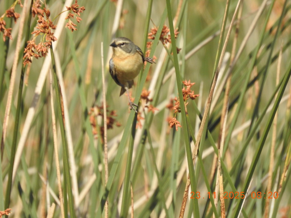 Cachilo Canela - ML645719136