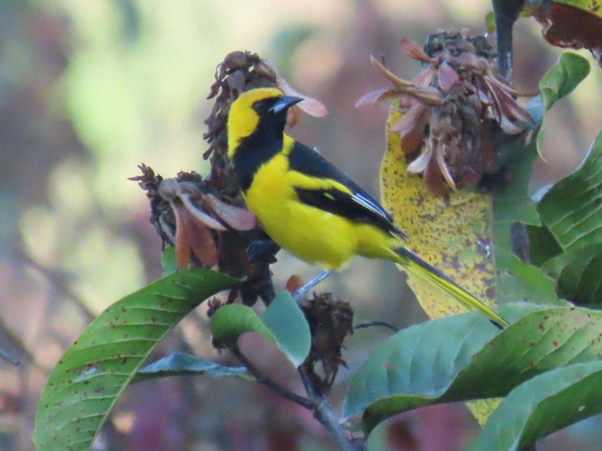 Turpial Coliamarillo - ML645719139