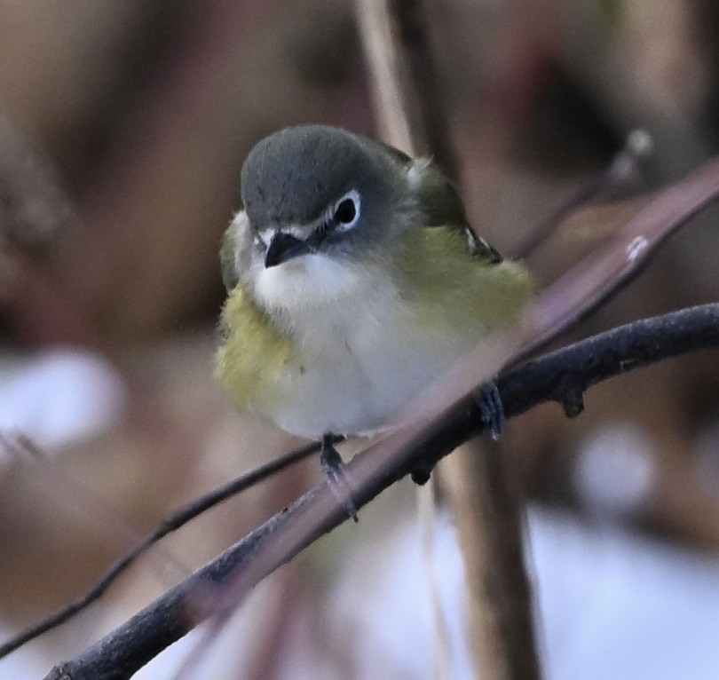 Blue-headed Vireo - ML645719140