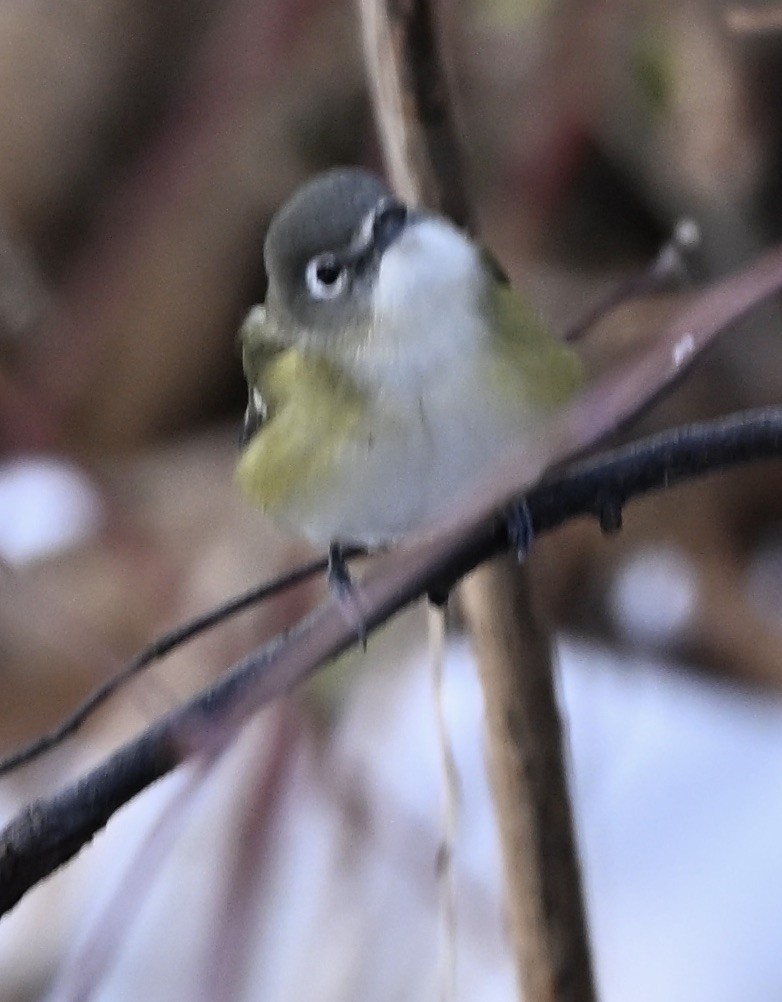 Blue-headed Vireo - ML645719141