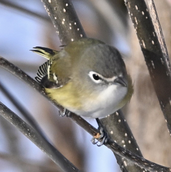 Blue-headed Vireo - ML645719142