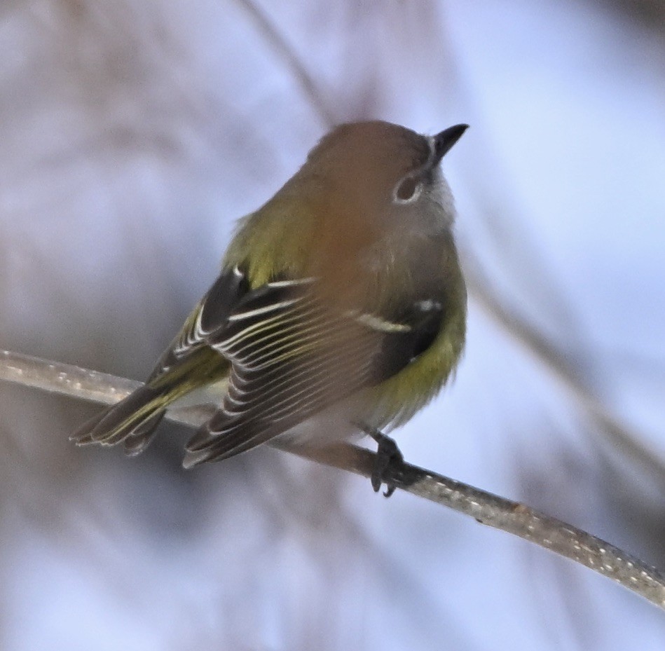 Blue-headed Vireo - ML645719143