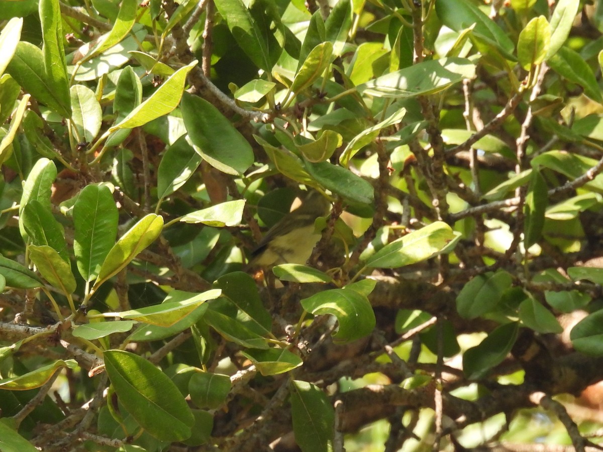 Passeriformes (Tipo Sílvido) sp. - ML645719146