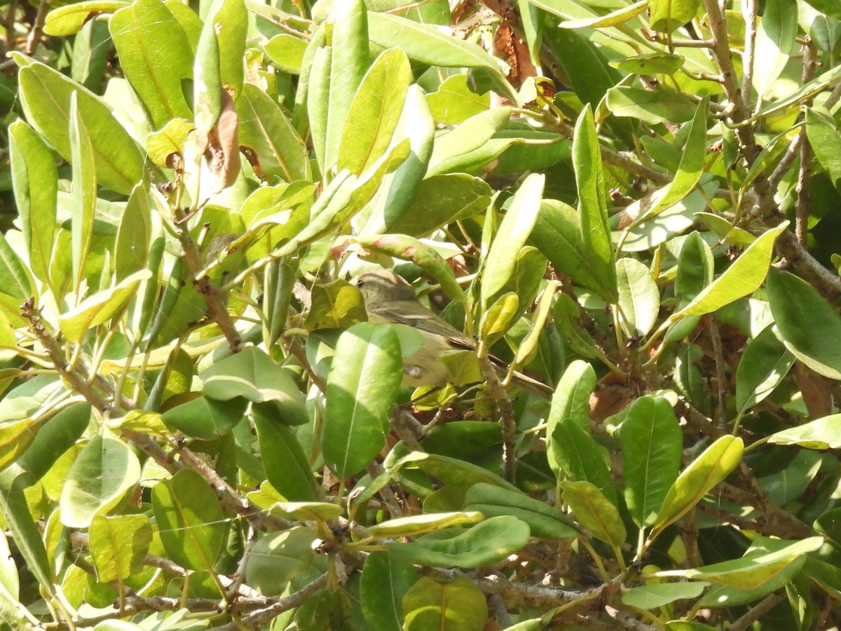 Passeriformes (Tipo Sílvido) sp. - ML645719147