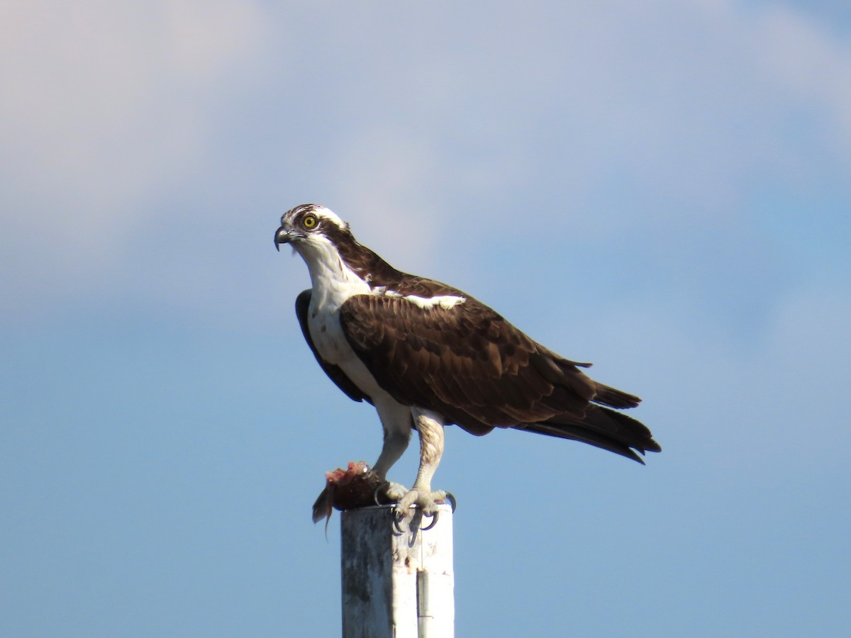 Águila Pescadora - ML645719148