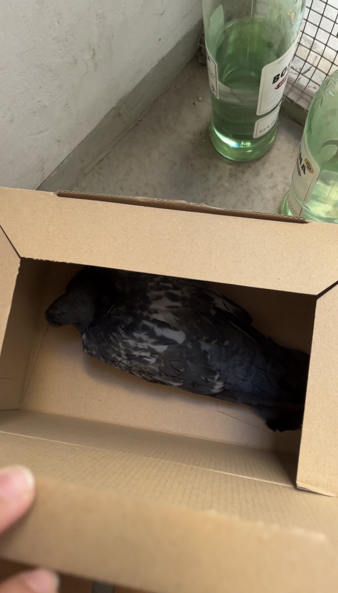 Paloma Bravía (variedad doméstica) - ML645719149