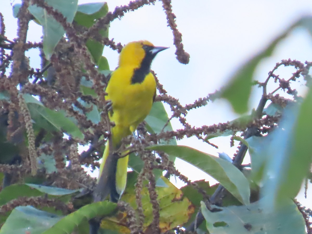 Turpial Coliamarillo - ML645719153