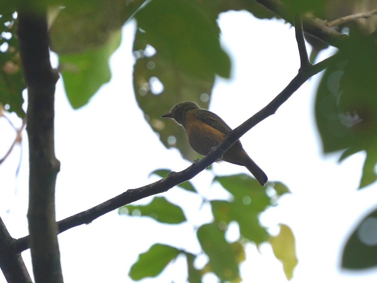 Mosquero Aceitunado - ML645719157