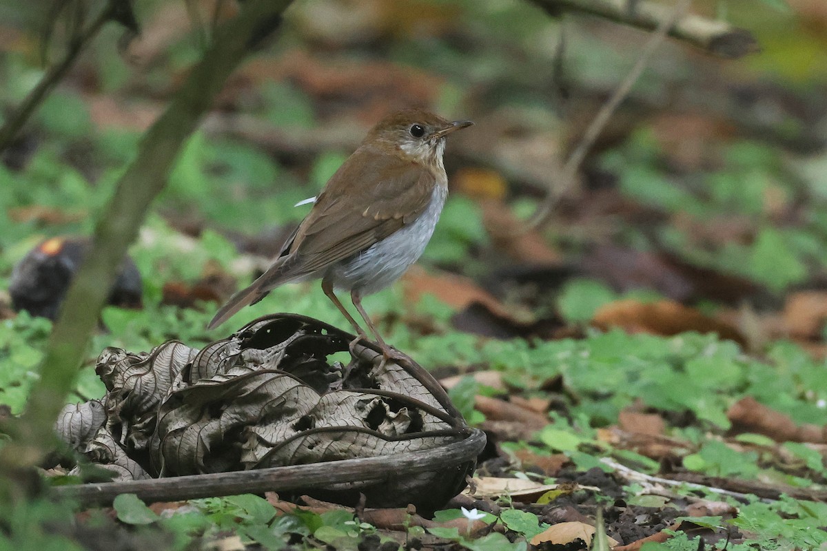 Zorzalito Rojizo - ML645719160