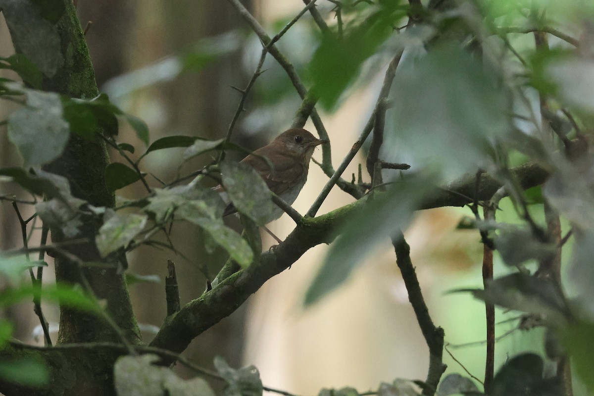 Zorzalito Rojizo - ML645719161