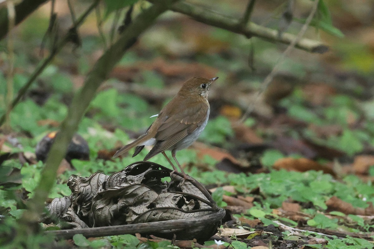 Zorzalito Rojizo - ML645719162