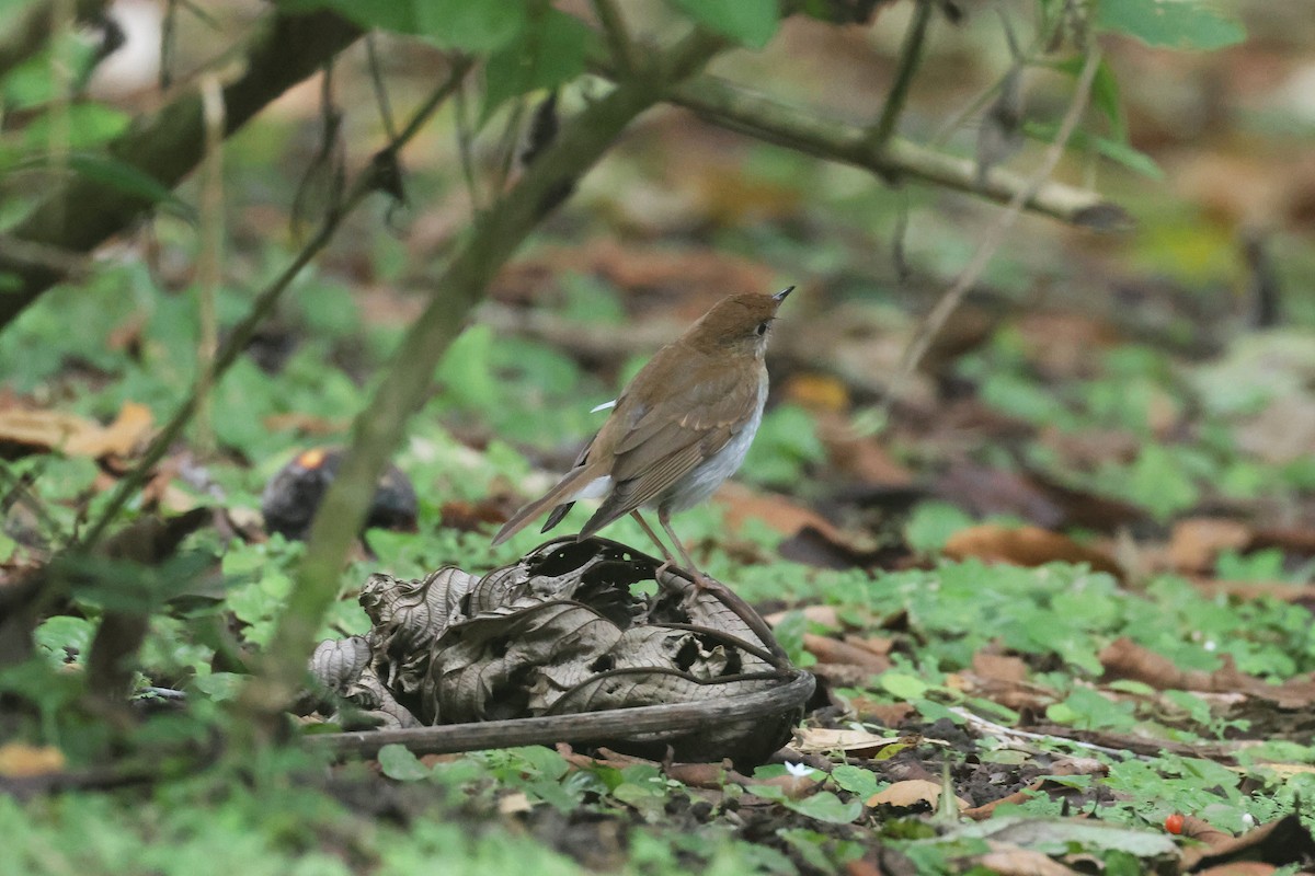 Zorzalito Rojizo - ML645719163