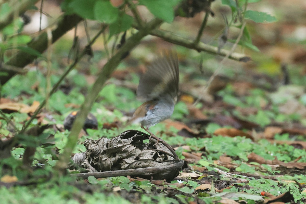 Zorzalito Rojizo - ML645719164