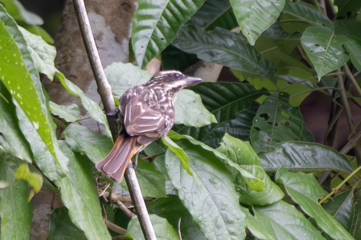 Bienteveo Rayado - ML645719165