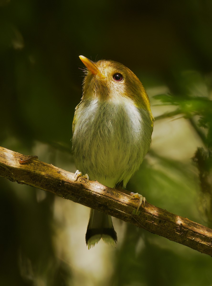 Titirijí Tijereta - ML645719167