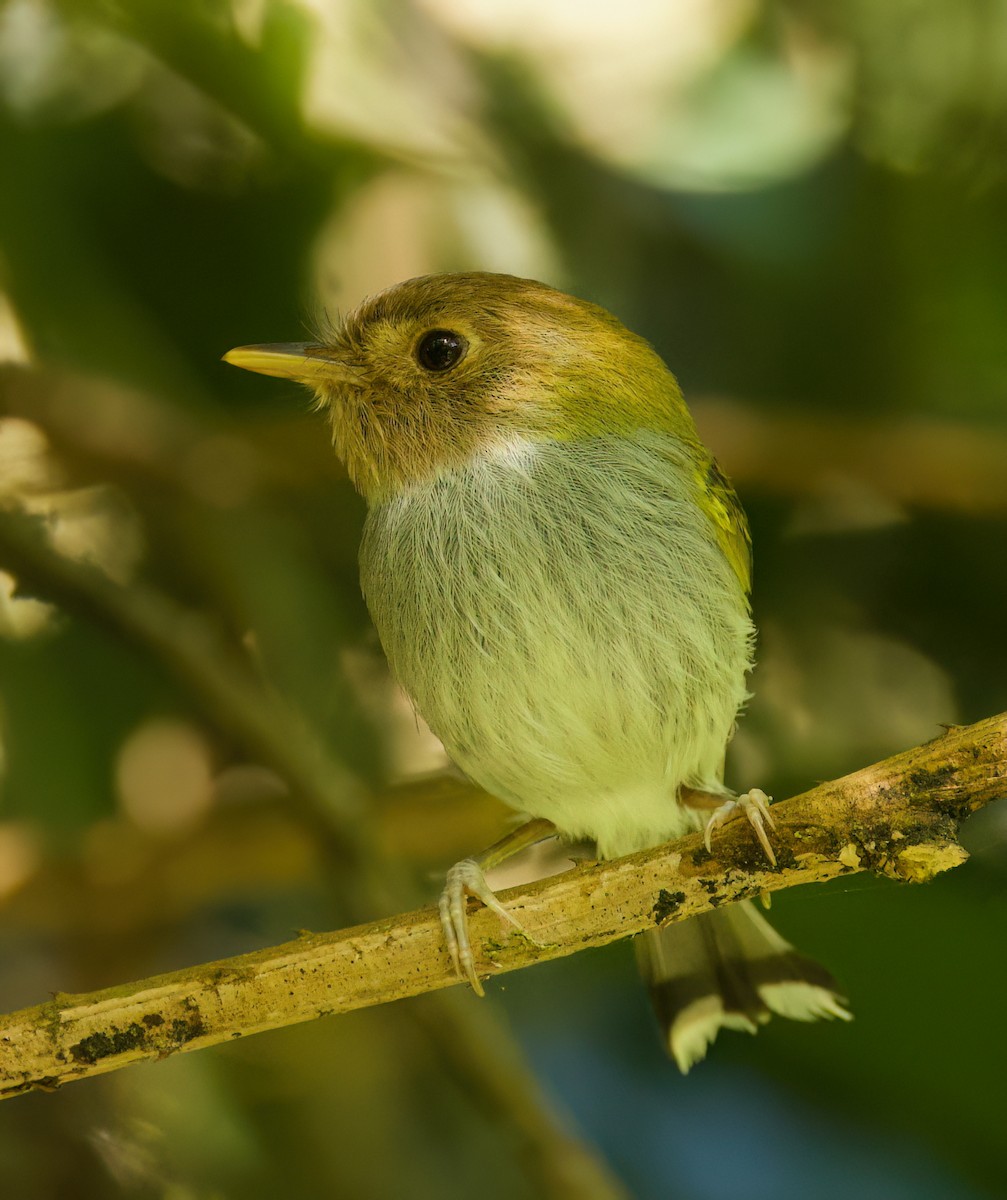 Titirijí Tijereta - ML645719168