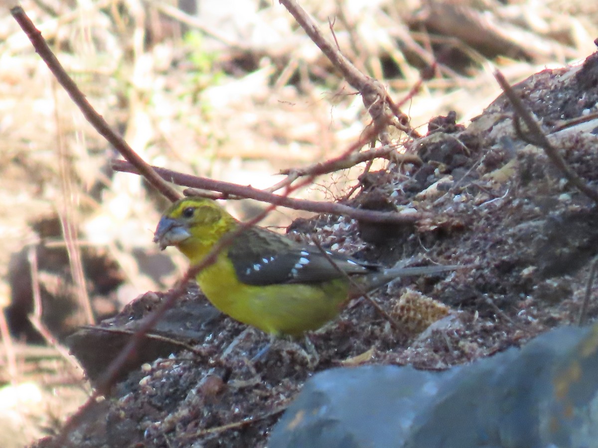 Picogrueso Ventriamarillo - ML645719169