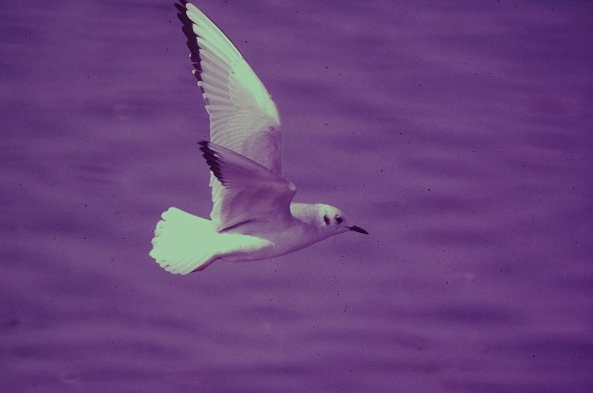 Gaviota de Bonaparte - ML645719170