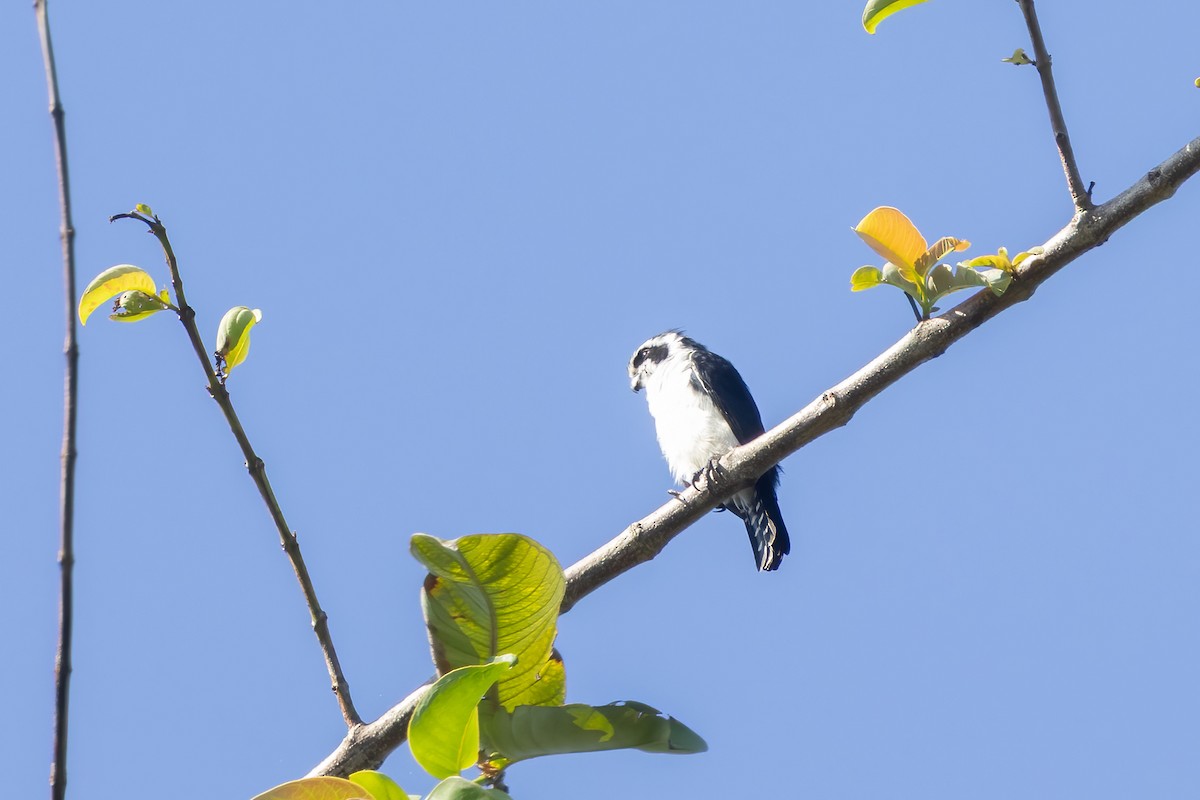 Falconete Pío - ML645719171