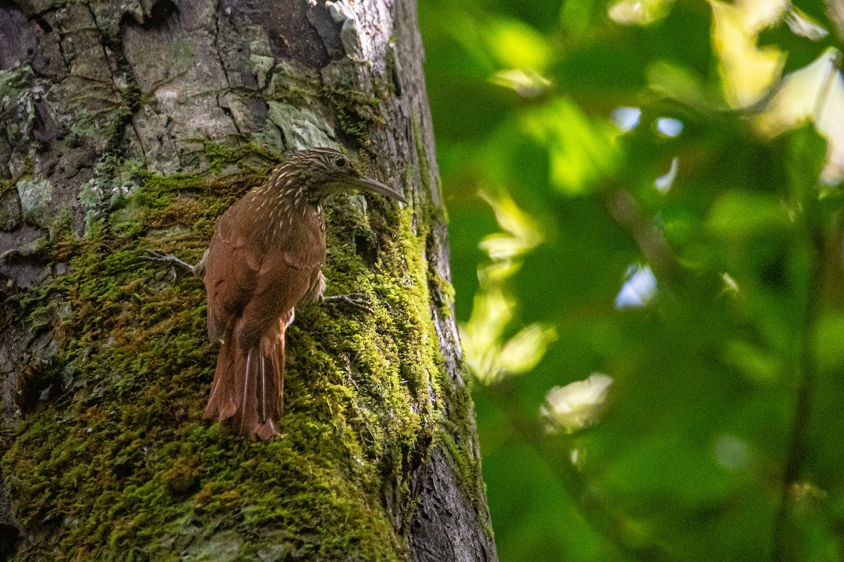 Trepatroncos Picomarfil - ML645719172