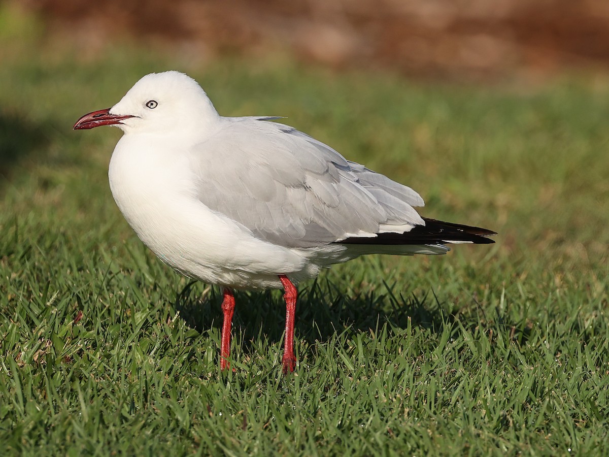 Gaviota Plateada Australiana - ML645719174