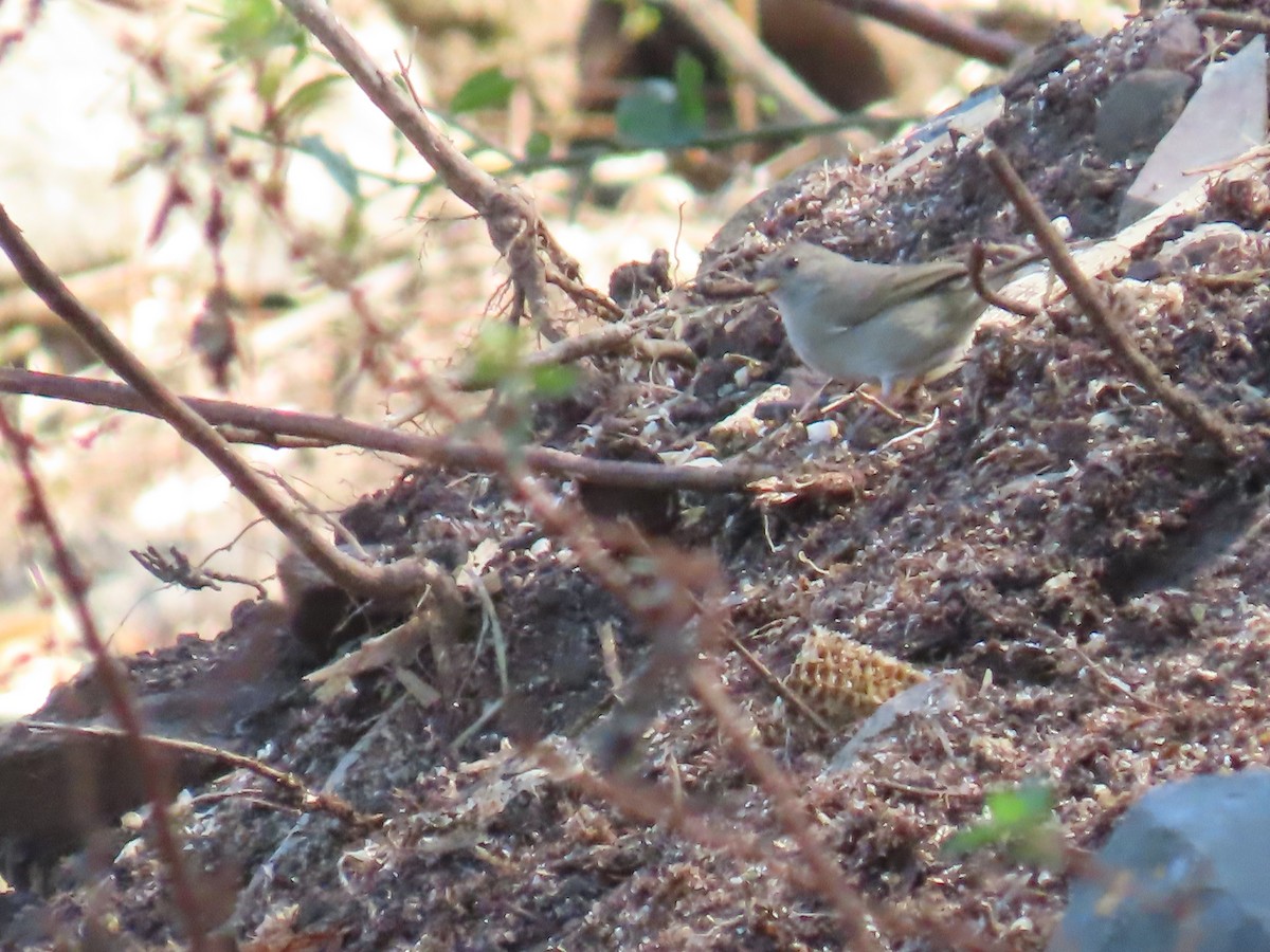 Semillero Oscuro - ML645719175