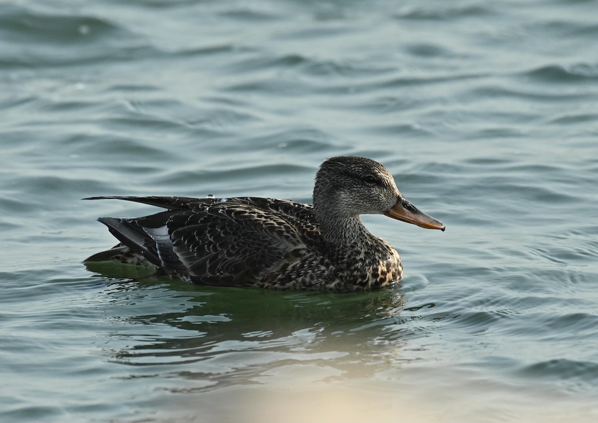 Canapiglia - ML645719193