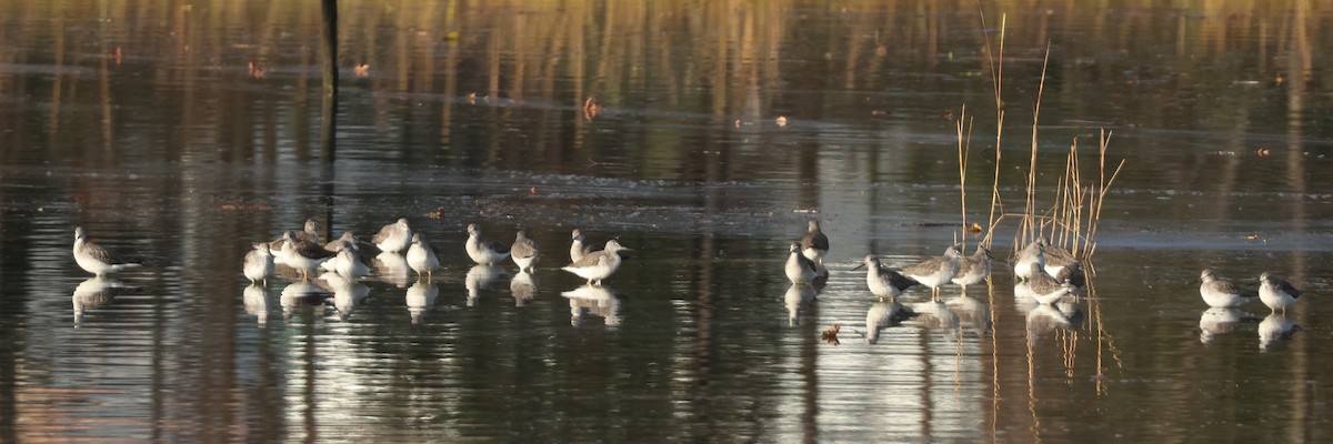 Greater Yellowlegs - ML645719195