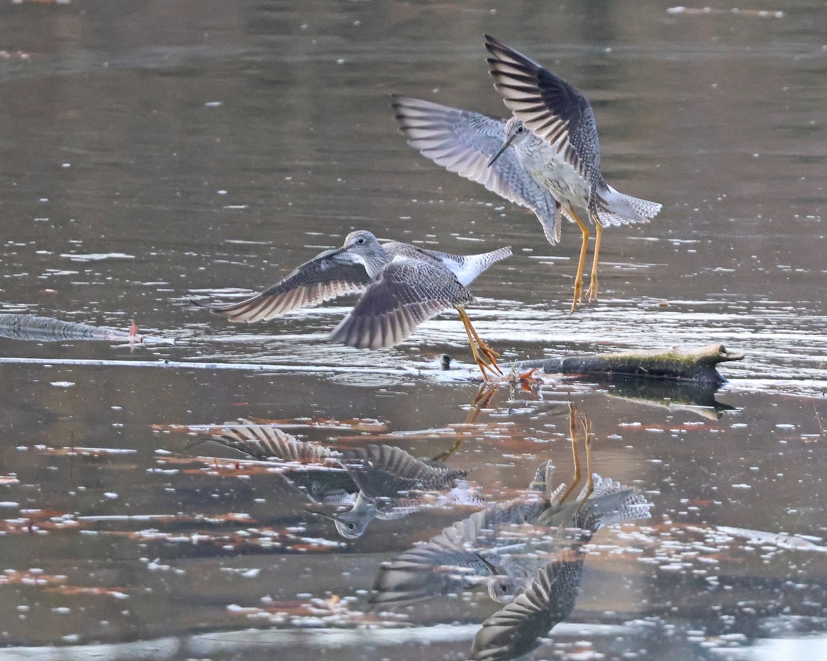 Greater Yellowlegs - ML645719196