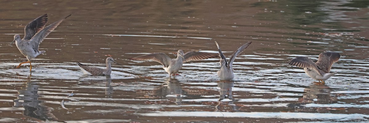 Greater Yellowlegs - ML645719198