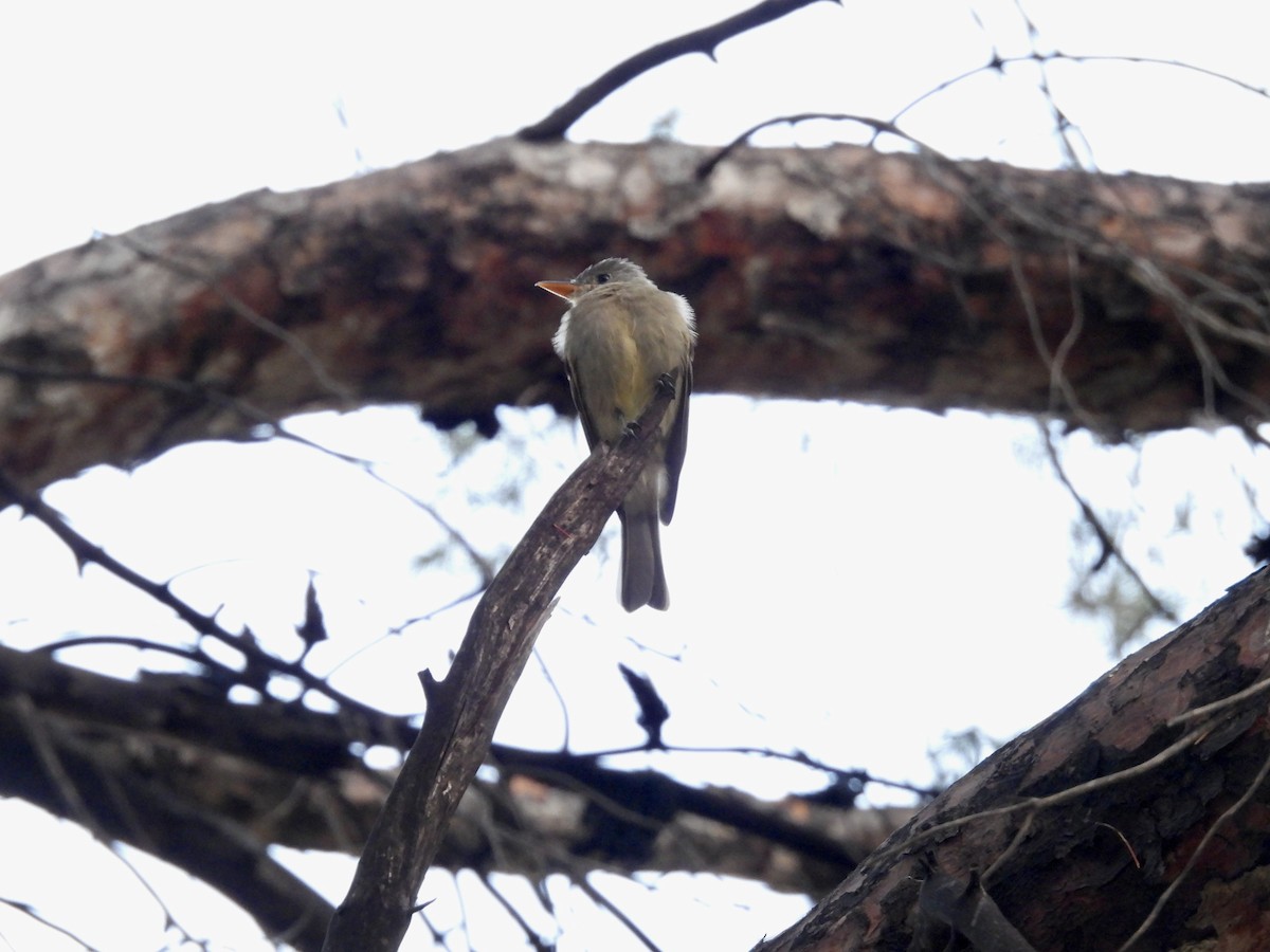 Greater Pewee - ML645719199