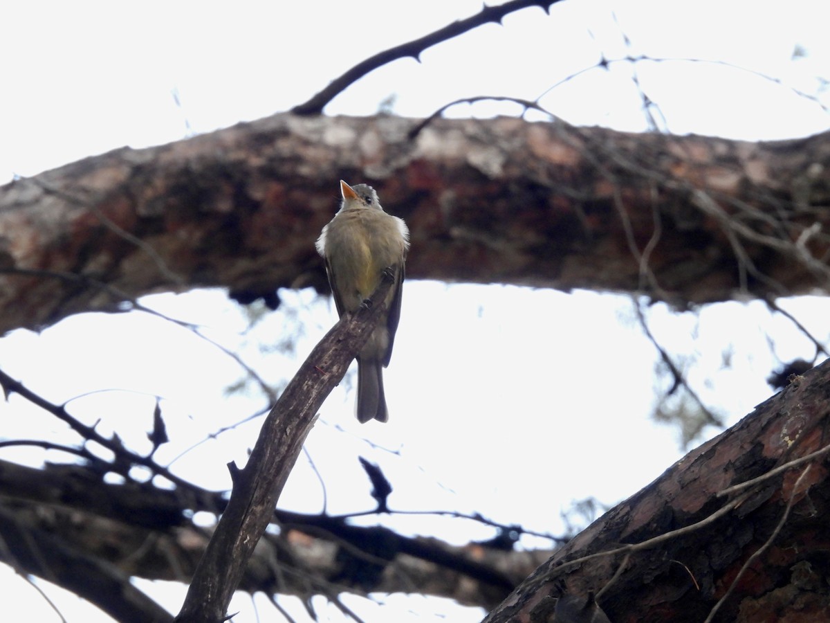 Greater Pewee - ML645719202