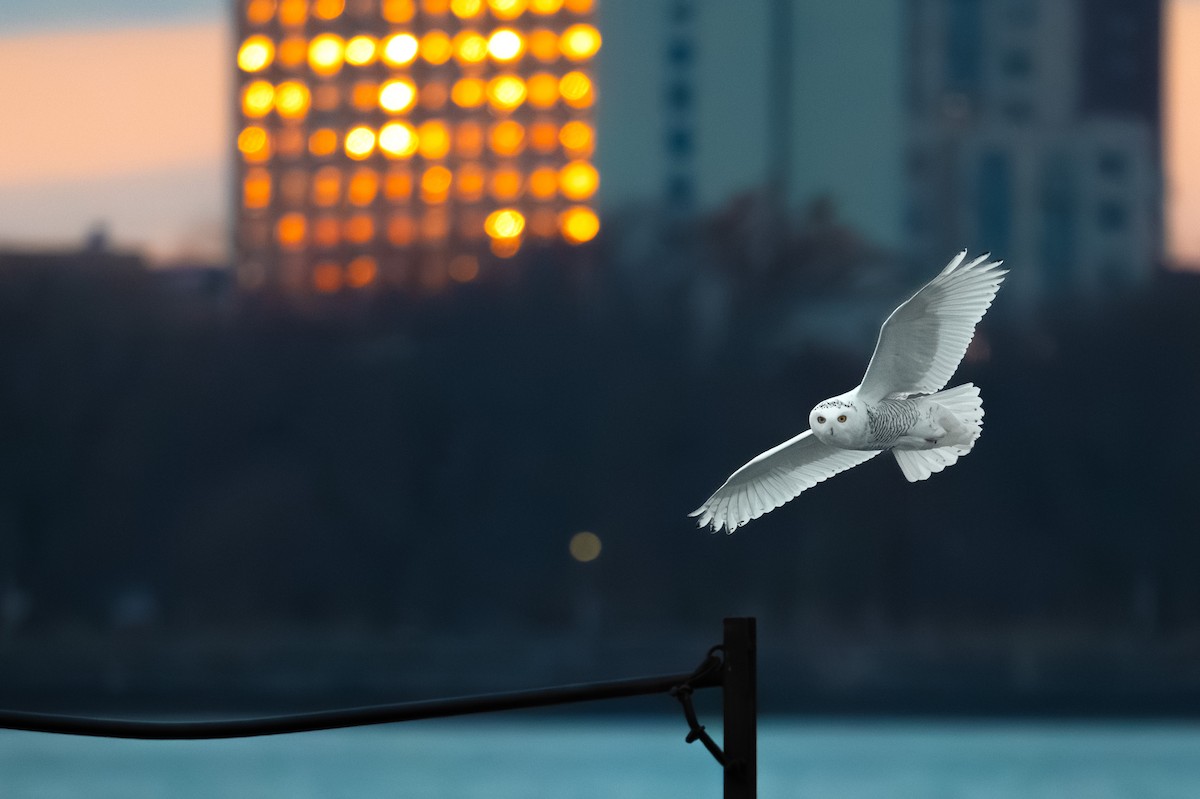 Snowy Owl - ML645719204