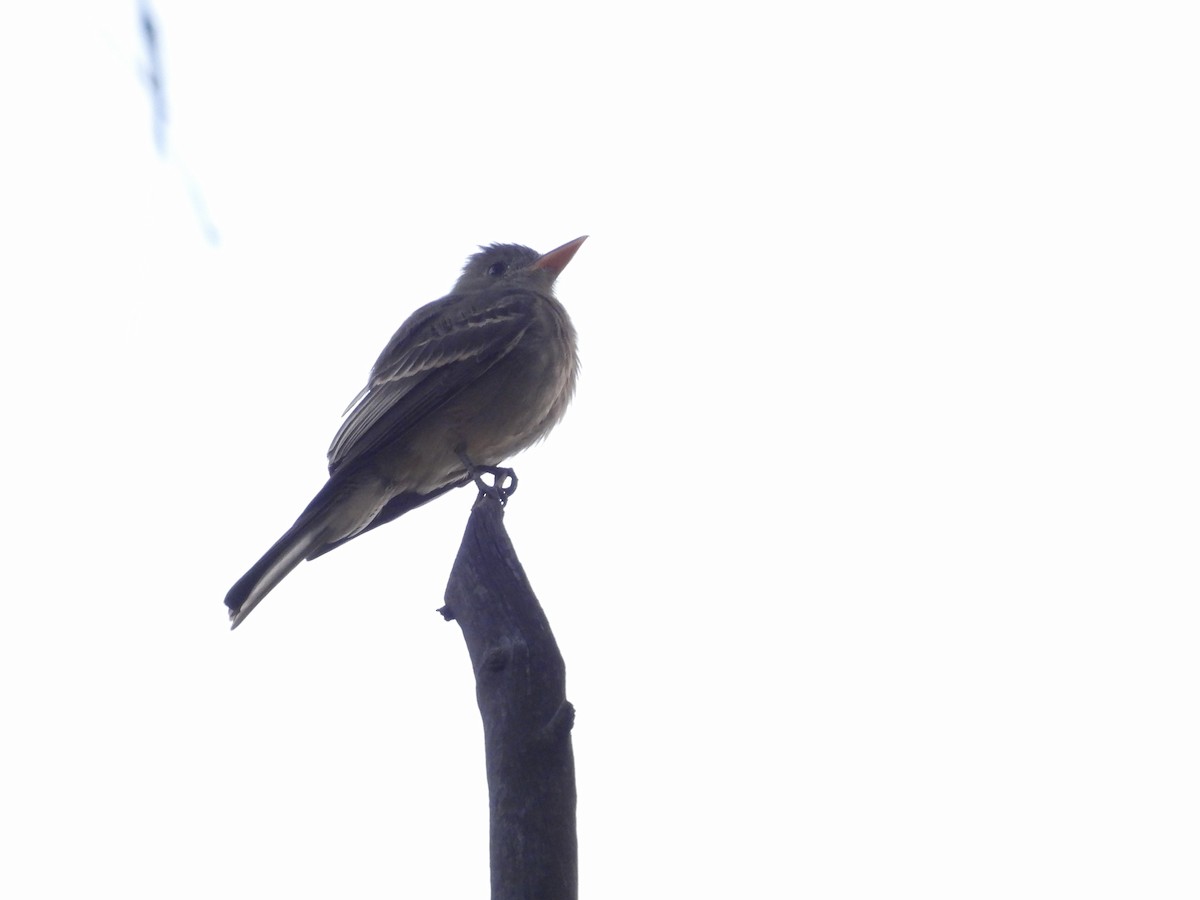 Greater Pewee - ML645719207