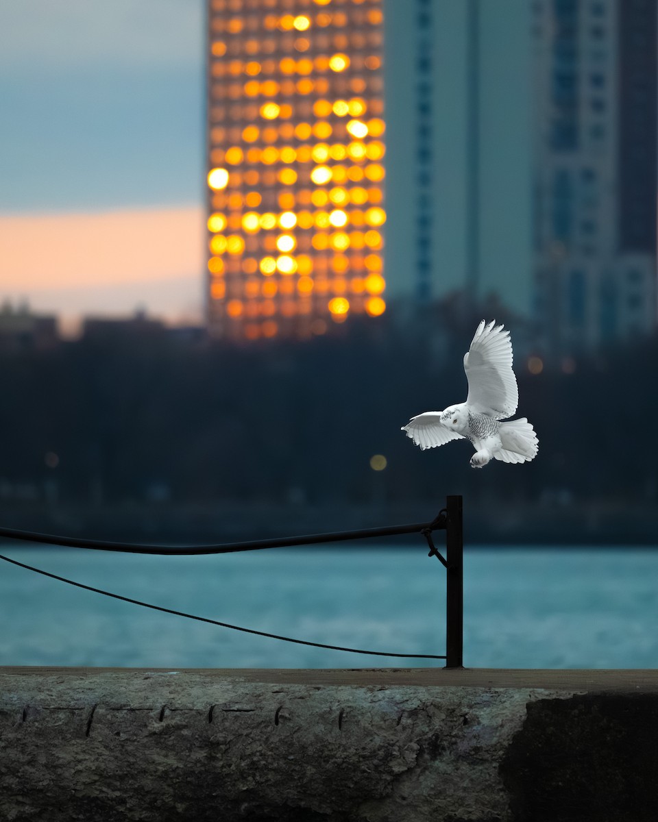 Snowy Owl - ML645719208