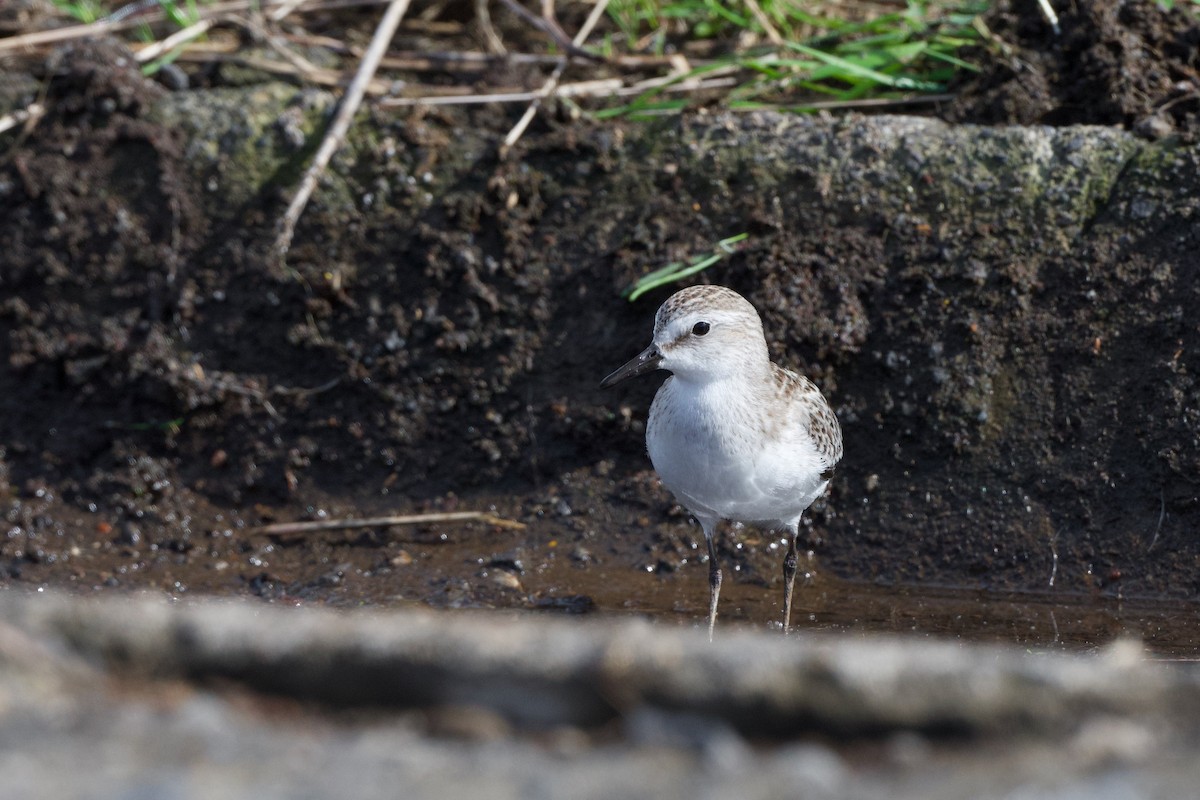 חופית אמריקנית - ML645719210