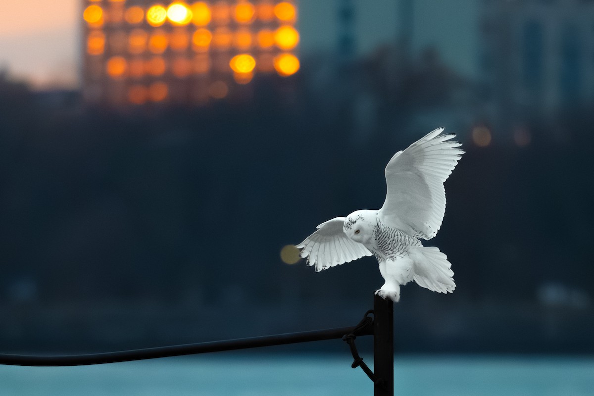 Snowy Owl - ML645719214