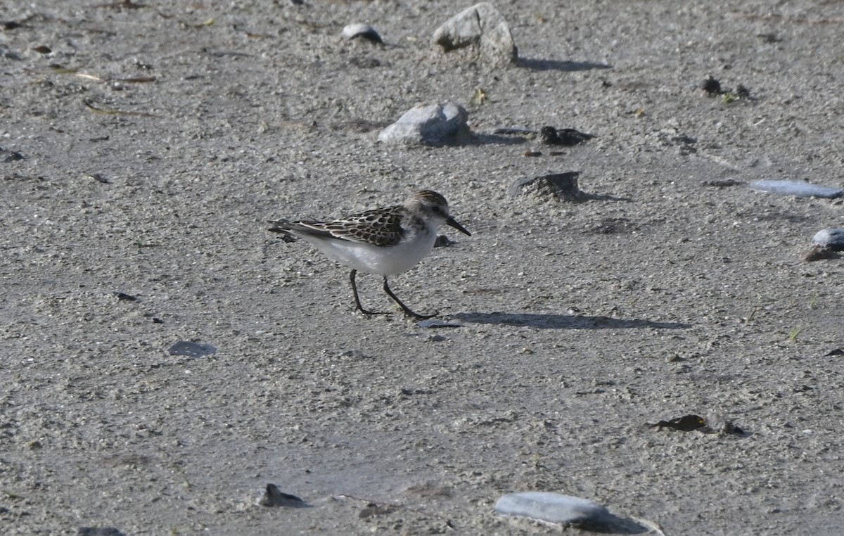Little Stint - ML645719230