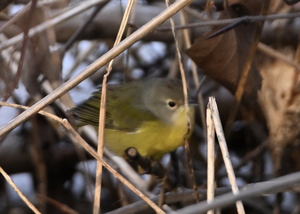 Nashville Warbler - ML645719234
