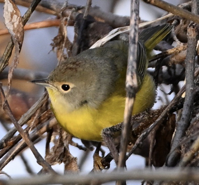Nashville Warbler - ML645719235