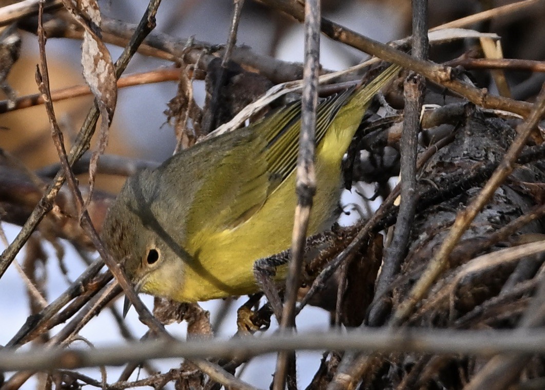 Nashville Warbler - ML645719236
