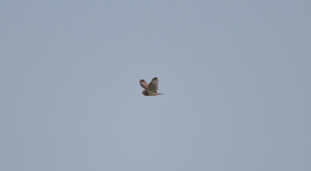 ינשוף שדות - ML645719250