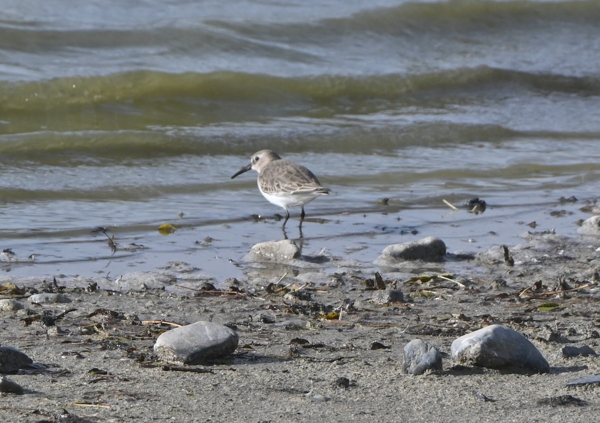 Dunlin - ML645719261