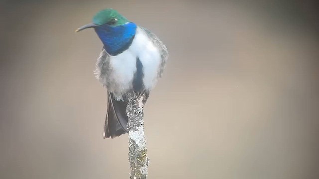 Колібрі-плямохвіст синьогорлий - ML645719269