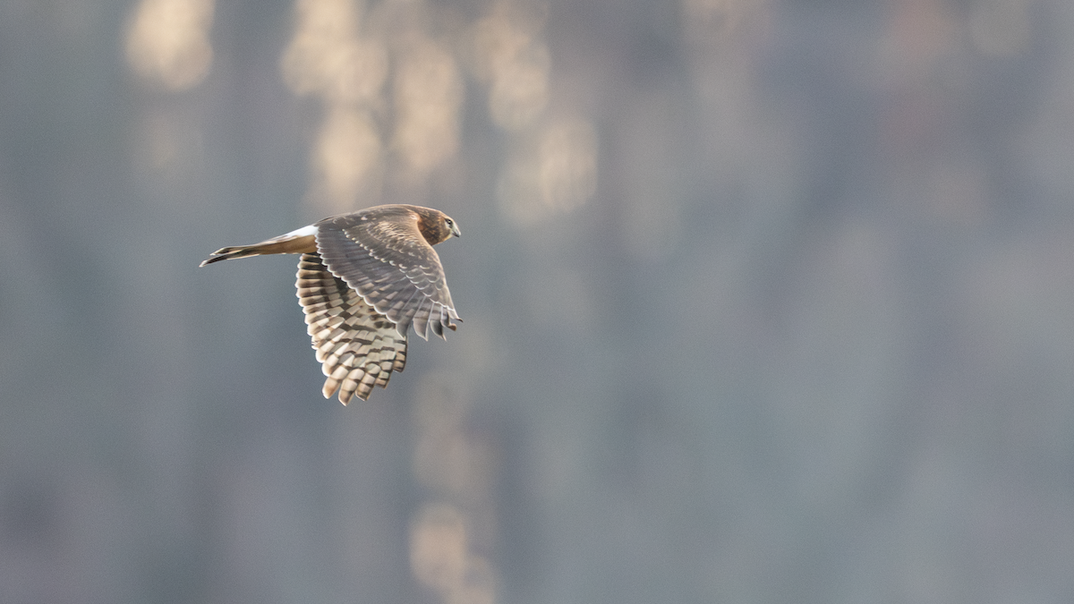 זרון אמריקני - ML645719273