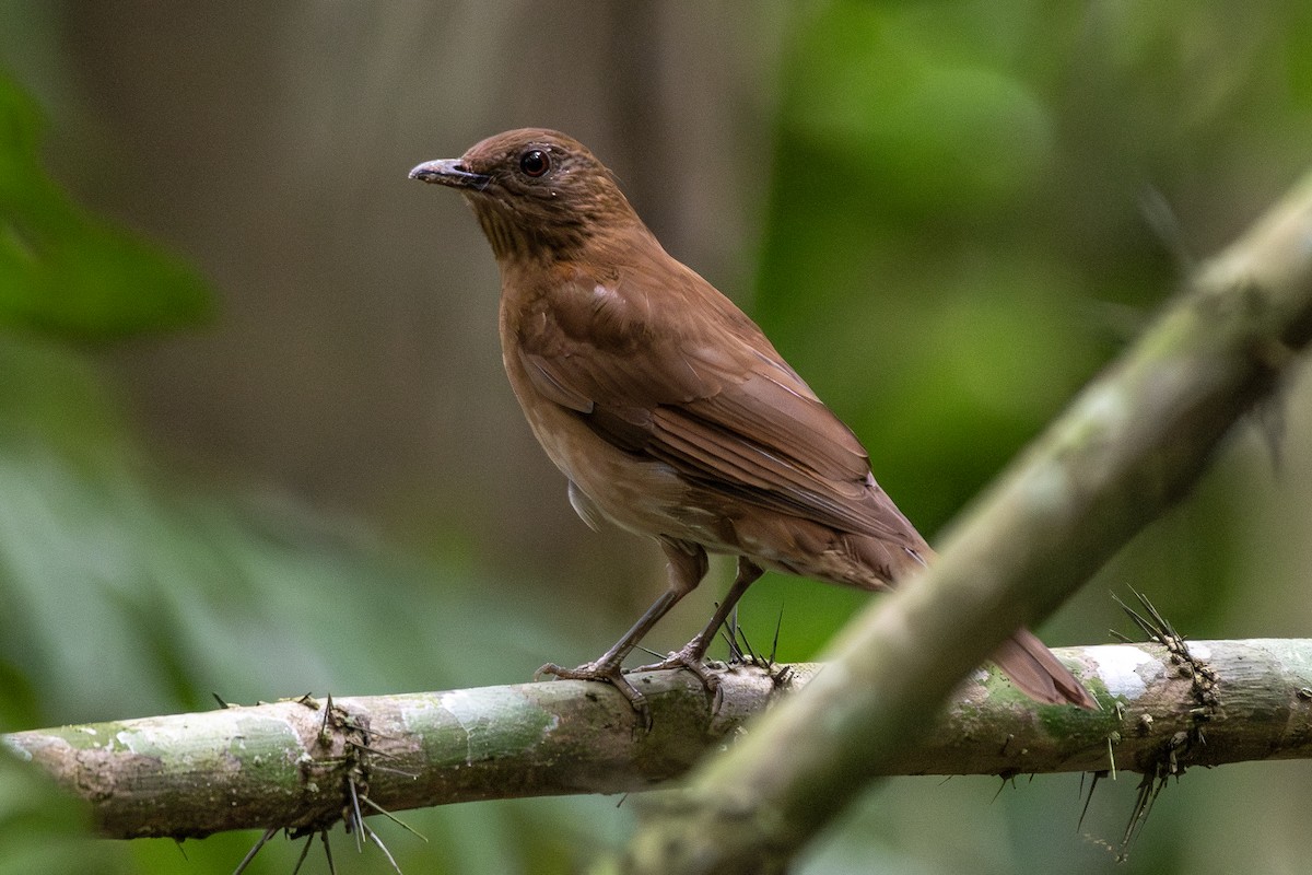 Hauxwell's Thrush - ML645719275