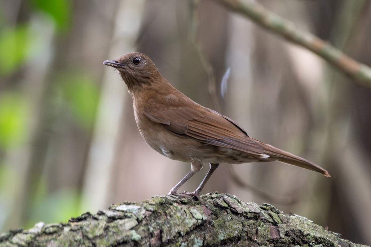 Hauxwell's Thrush - ML645719276