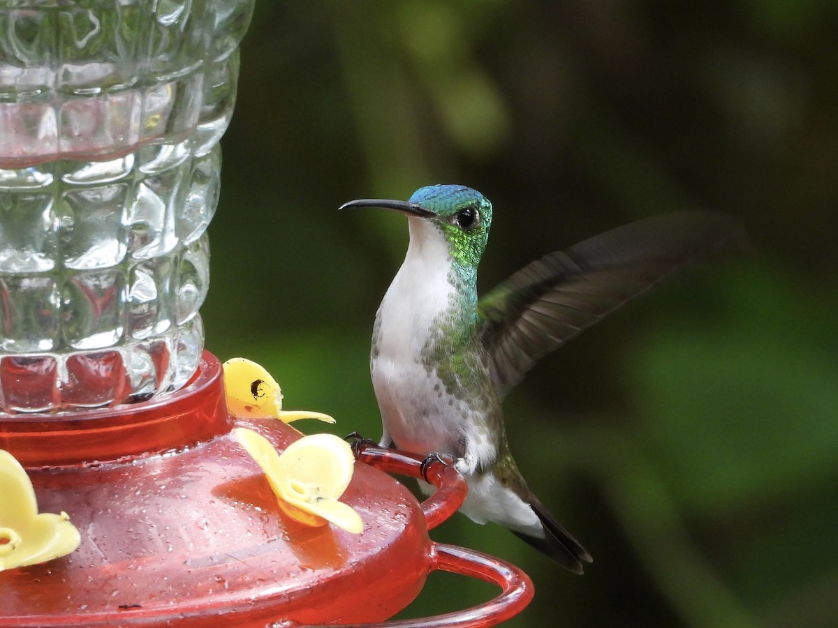 Andean Emerald - ML645719278