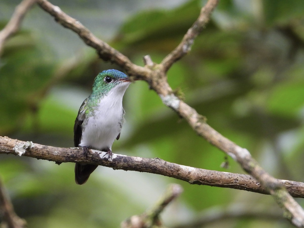 Andean Emerald - ML645719279